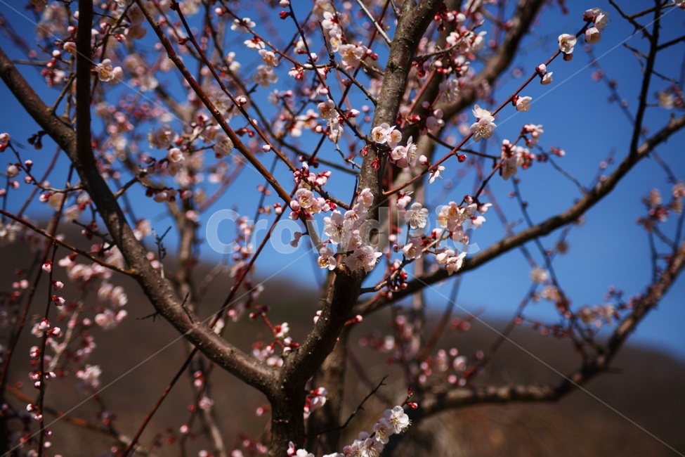 벚꽃,나무,봄,벚꽃구경,꽃,자연,flower,flowers,식물