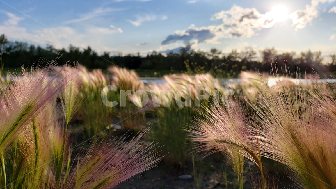 빛,플레어,자연,light,flare,nature,식물,잔디,plant,grass,갈대,reed,식물,자연,plants,nature