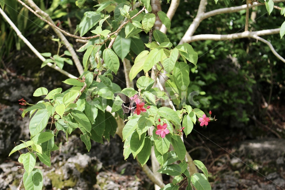 plant,식물,flower,blossom,꽃,나뭇잎,나비,푸른,초록,초록색,푸른색