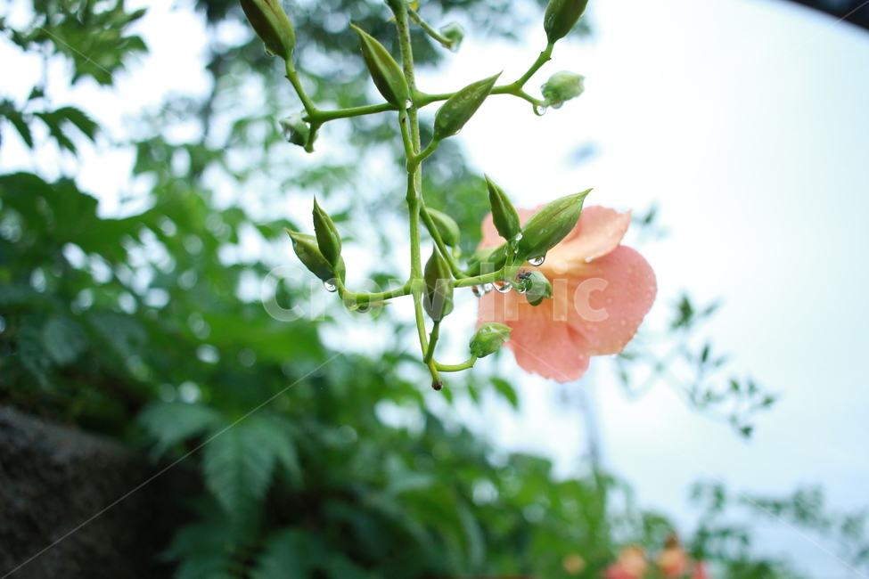 우중출사,장마,능소화,금등화,비방울,식물,자연,plants,nature,꽃,flower,비,비오는날,rain,rainy