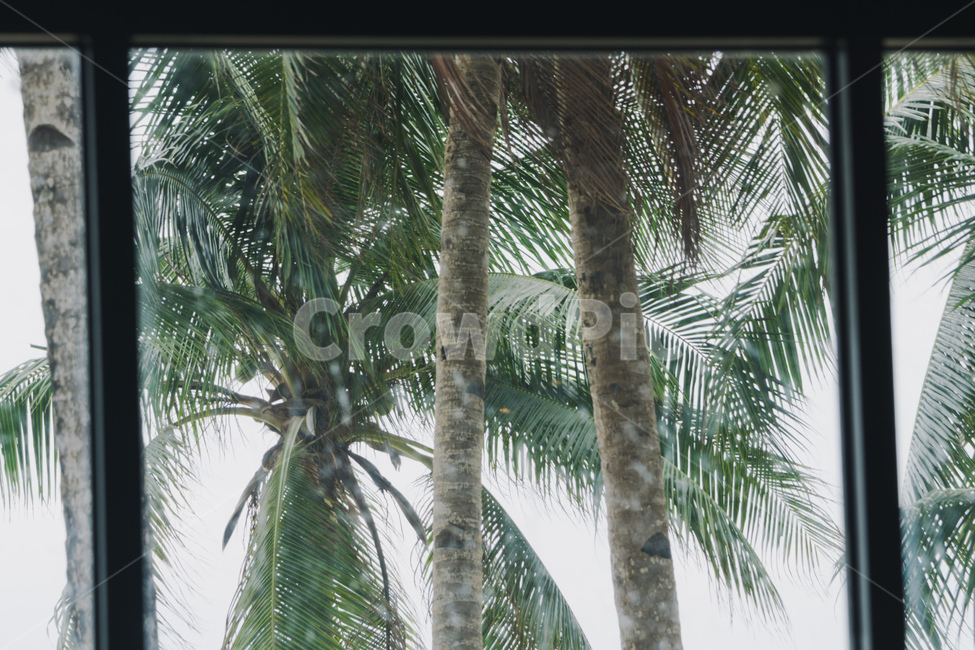 palmtree,야자수,arecaceae,tree,plant,식물,나무