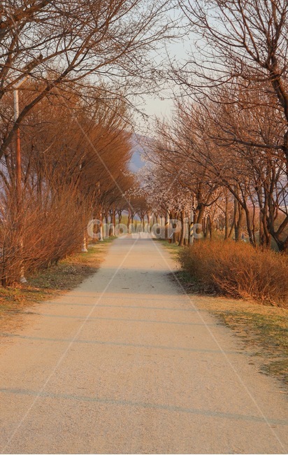 가을,봄,거리,혼자,나들이,황혼,초저녁,저녁,자연,가을,계절,fall,autumn,season,자연,풍경,nature,landscape,tree,나무,plant,식물