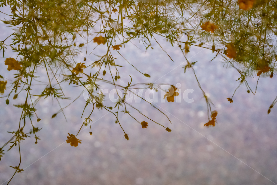 plant,식물,leaf,잎,tree,나무,물,비,반사,식물,자연,plants,nature,꽃,flower
