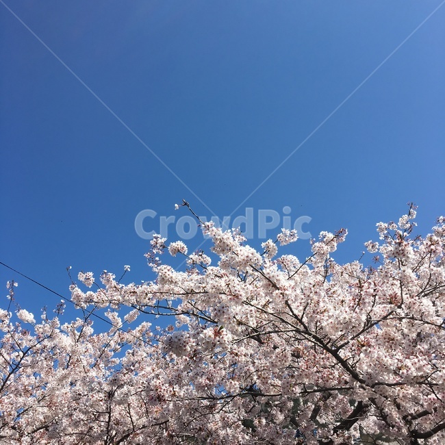 벚꽃,풍경,꽃,봄,하늘