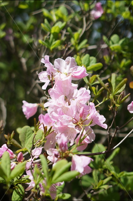 산철쭉꽃,핑크,빛,봄,산,봄,계절,spring,season,식물,자연,plants,nature,꽃,flower,plant,blossom,geranium,제라늄