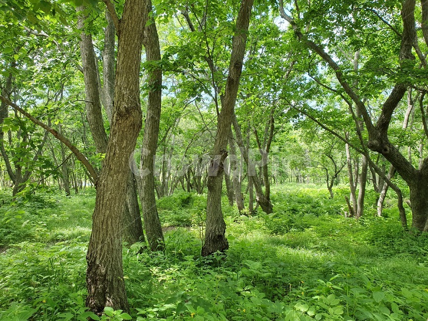 숲,forest,nature,자연,나무,tree,plant,식물,초목,outdoors,옥외,tracking,트래킹