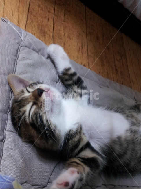 고양이,웃긴고양이,자는모습고양이,대짜고양이,자는고양이,동물,animal,포유류,mammal,고양이,cat,kitten,kitty