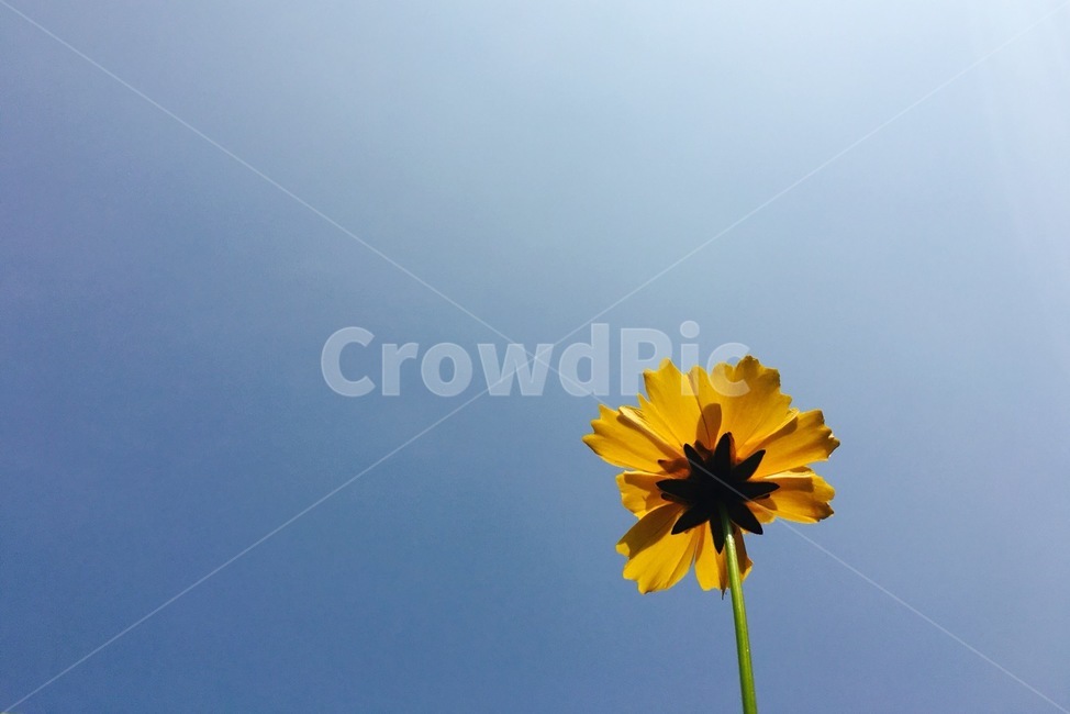 꽃,하늘,노란꽃,봄,꽃송이,맑은하늘,푸른하늘,구름,식물,자연,plants,nature,꽃,flower