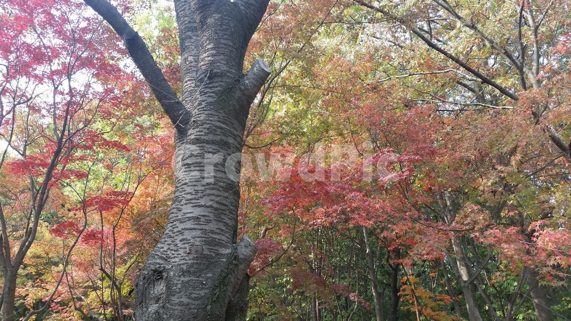 나무기둥,단풍,울긋불긋,가을,붉은,잘린나뭇가지