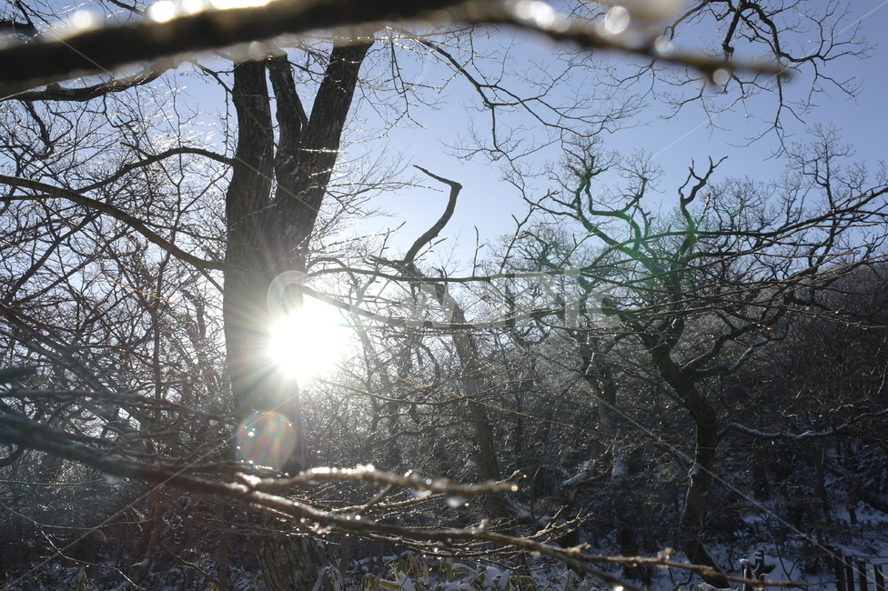 한라산자연,한라산겨울햇살,한라산,자연,빛,제주도,제주시,겨울,계절,winter,season,자연,풍경,nature,landscape,flare,플레어,light