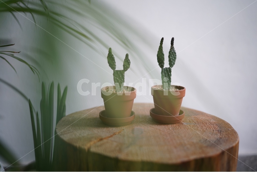 식물,카페,인테리어,자연,휴식,힐링,실내용화초,화분,화초,house plant