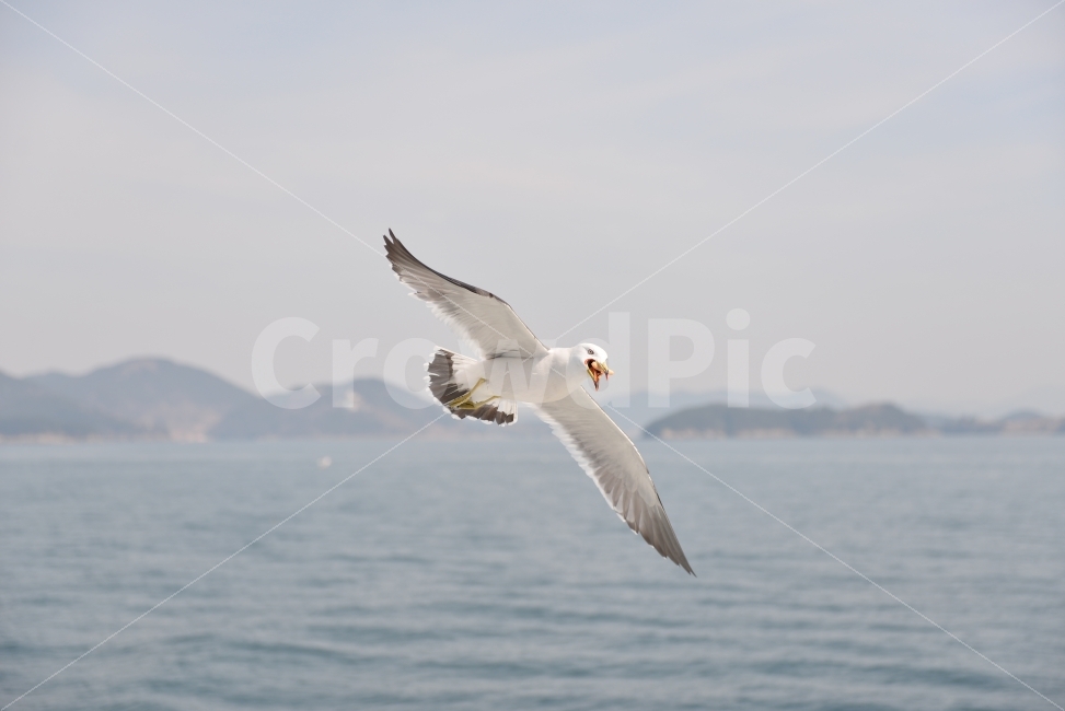 갈매기,새우깡,바다,먹이,모이,동물,animal,조류,새,birds