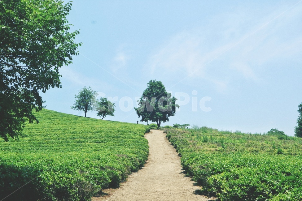 보성,녹차밭,풍경,자연,landscape,nature,자연,풍경,nature,landscape,한국자연풍경,한국자연경관,korea nature landscape,식물,plants,나무,trees,wood,휴식,힐링,rest,relaxation,healing,path,통로,road,도로,tree,plant
