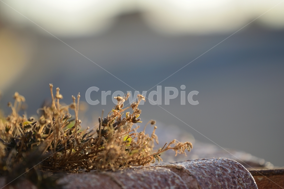 가을,식물,풀,느낌,희망,식물,자연,plants,nature
