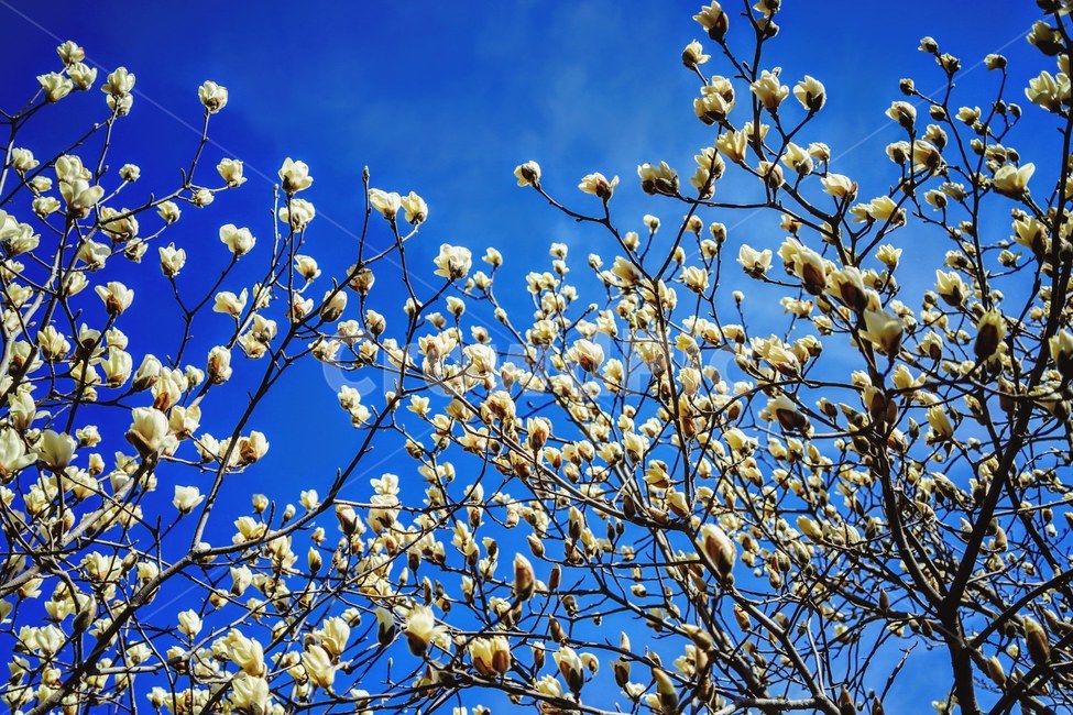 spring,spring flowers,magnolia,white flower,plant,flower tree,magnolia flower,flower