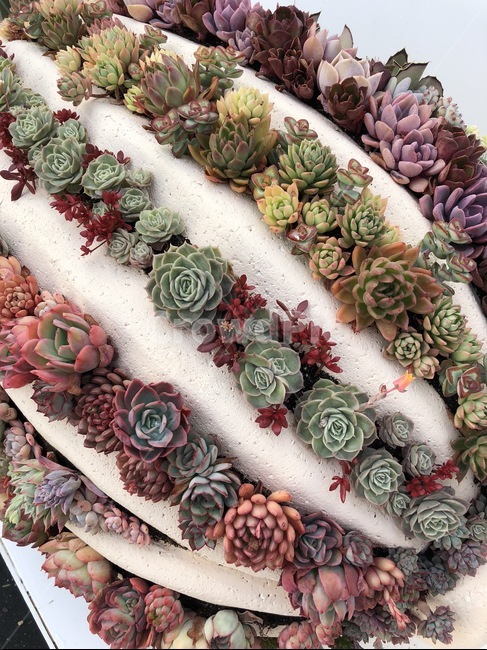 다육이,식물,화분,취미,원예,실내용화초,화분,화초,house plant