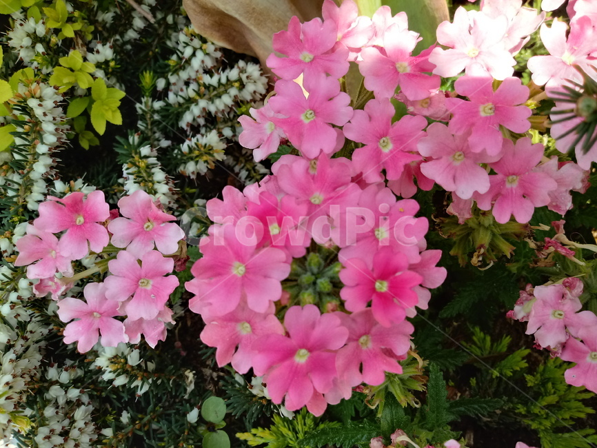 버베나,verbena,식물,빨간색꽃,일년초,식물,자연,plants,nature,꽃,flower