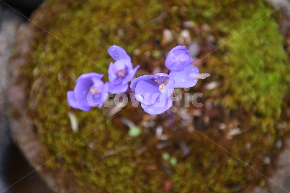 식물,꽃,감성사진,자연,flower,꽃사진,봄,봄꽃,계절,빗방울,비,감성,4월,spring,힐링,자연풍경,풍경,식물,자연,plants,nature,꽃,flower
