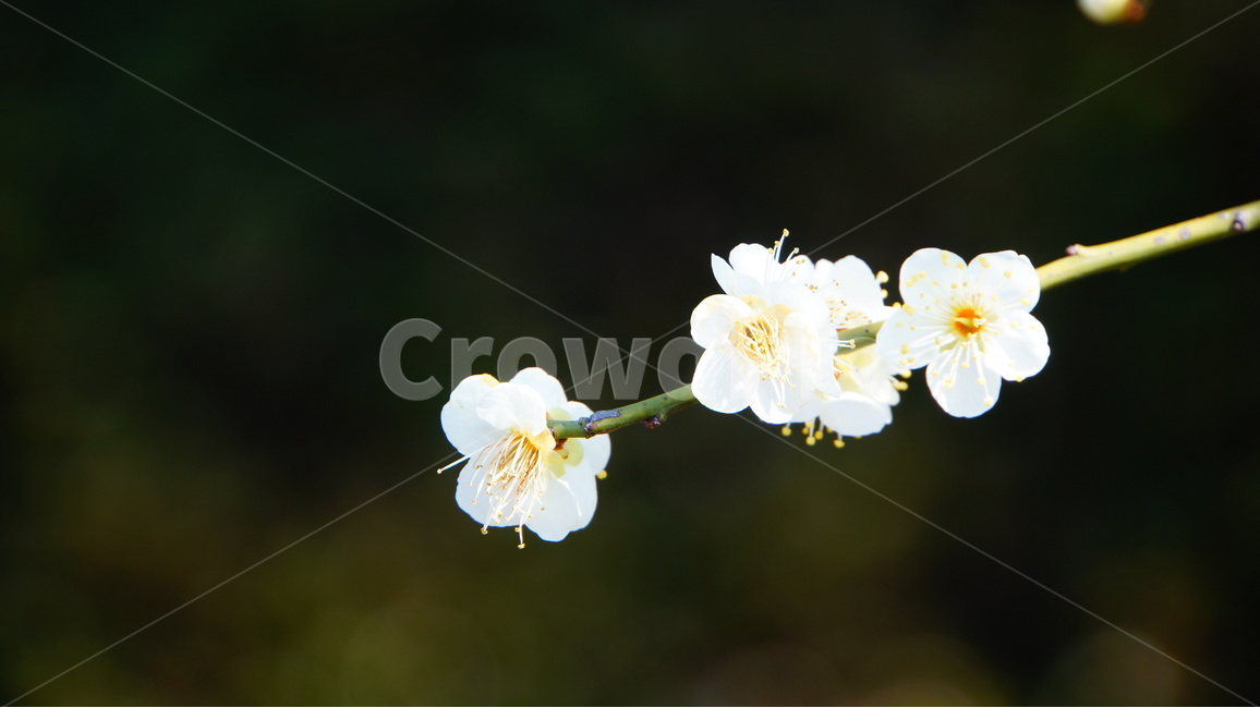 매화,식물,나무,꽃,흰색,봄,flower,초봉,꽃입,자연,풍경,봄,계절,spring,season,식물,자연,plants,nature,꽃,flower,plant