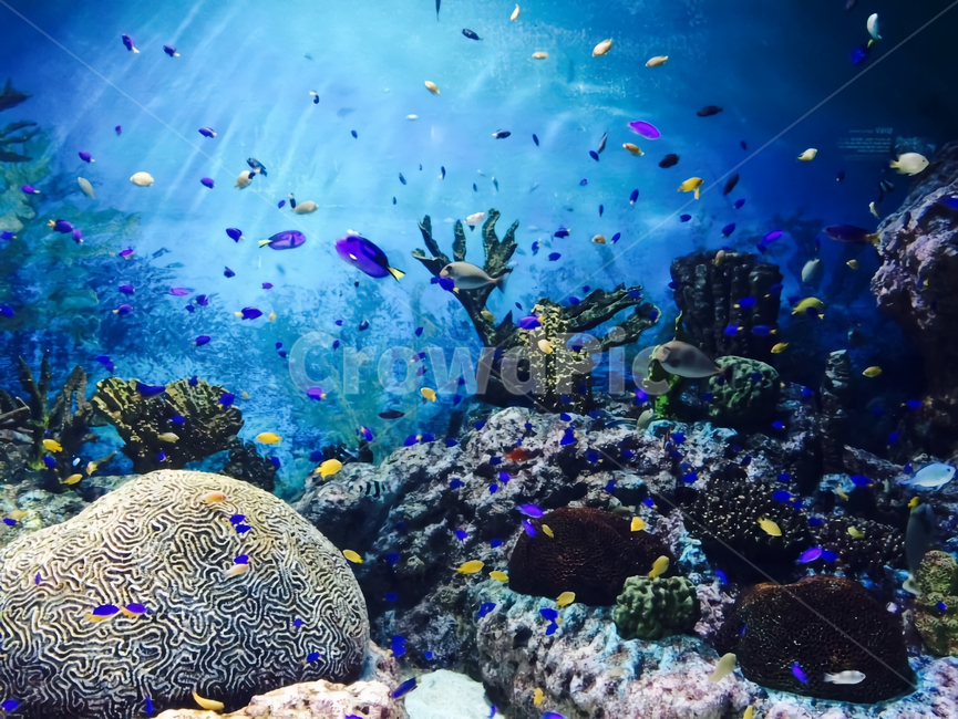 물,자연,해양생물,sealife,water,아쿠아리움,물고기,산호,동물,animal,어류,물고기,fish