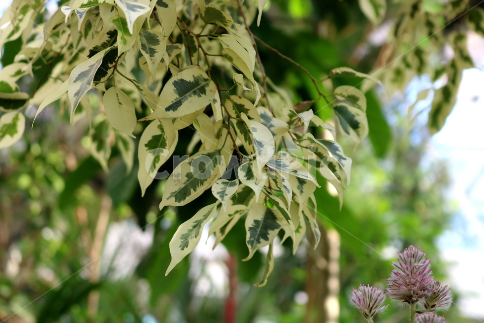 나무,식물,벤자민고무나무,벤자민,고무나무,벤자민나무,뽕나무과,상록성관목,공기정화용식물,자연,식물원,프틸로투스,비름과,꽃,식물,자연,plants,nature