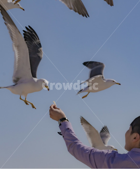 person,animal,동물,bird,새,human,인간,사람,갈매기,바다,자유,교감