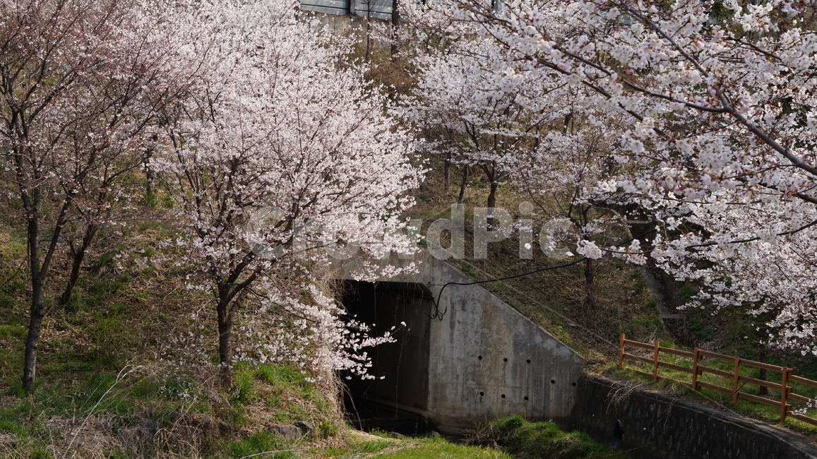 벚꽃,봄,통로,cherryblossom,소풍,나들이,봄,계절,spring,season,plant,식물,building,건물,bunker,벙커