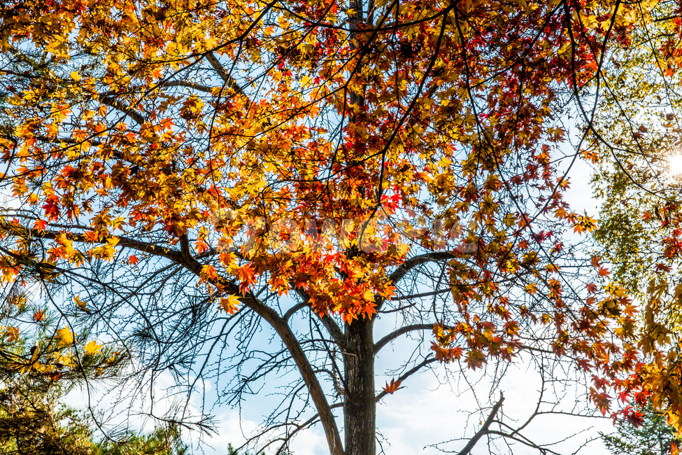 가을,단풍,감성,채색,풍경,가을,계절,fall,autumn,season,식물,자연,plants,nature,나무,trees,wood,tree,plant,leaf,잎