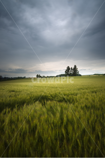 홋카이도,비에이,나무,풍경,자연,hokkaido,biei,tree,scenary,landscape,nature,field,들,자연,풍경,nature,landscape