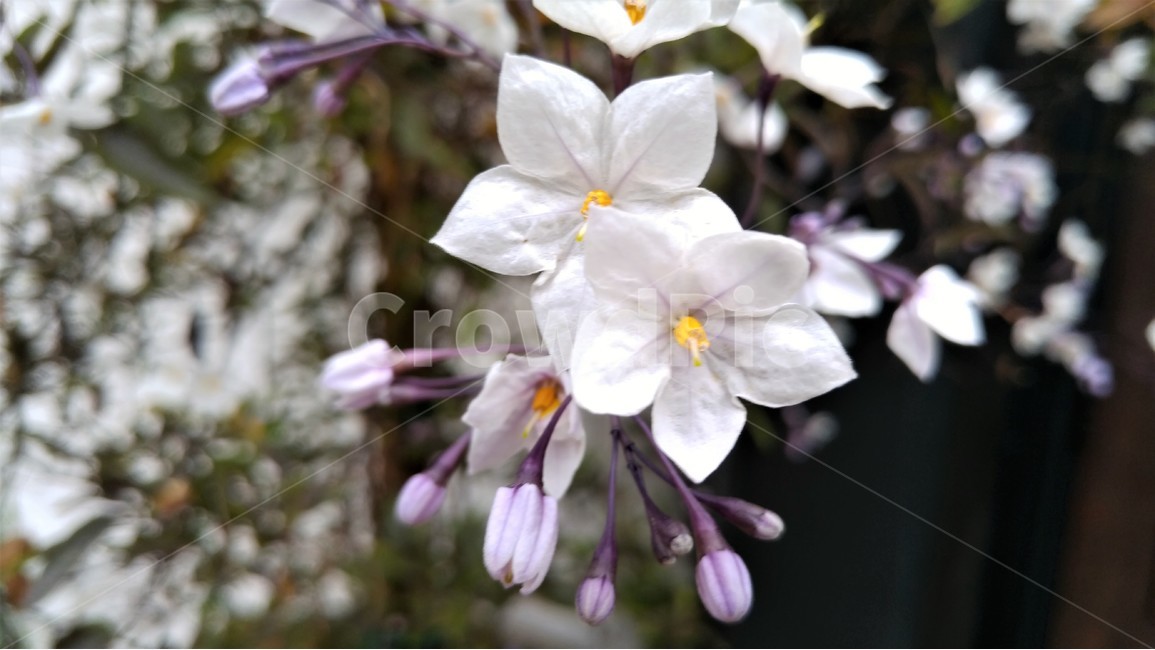 봄,꽃,봄꽃,아름다운흰꽃,식물,자연,북가주,흐린봄날,California,봄,계절,spring,season,식물,자연,plants,nature,꽃,flower,plant,geranium,제라늄,blossom
