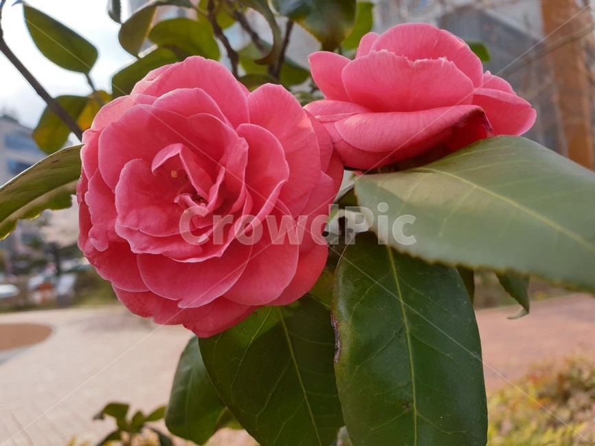 꽃,동백꽃,봄꽃,겨울꽃,봄,겨울,flower,camelliaflower,springflower,winterflower,spring,winter,빨강,식물,자연,plants,nature,꽃,flower