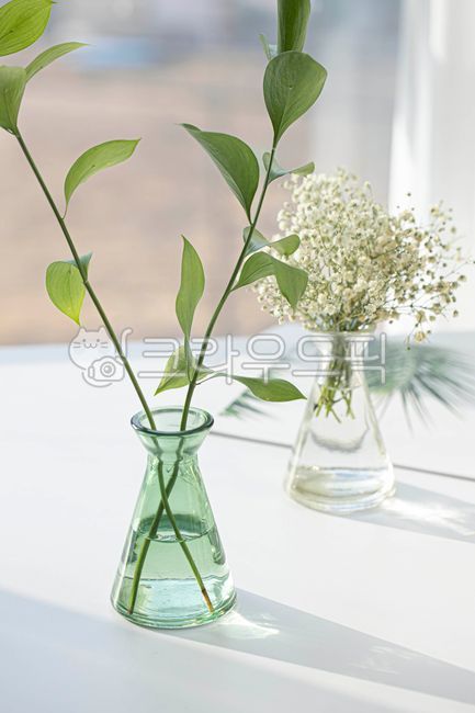 Gypsophila,plant,glass bottle,vase,Euscus,flower,ruscus