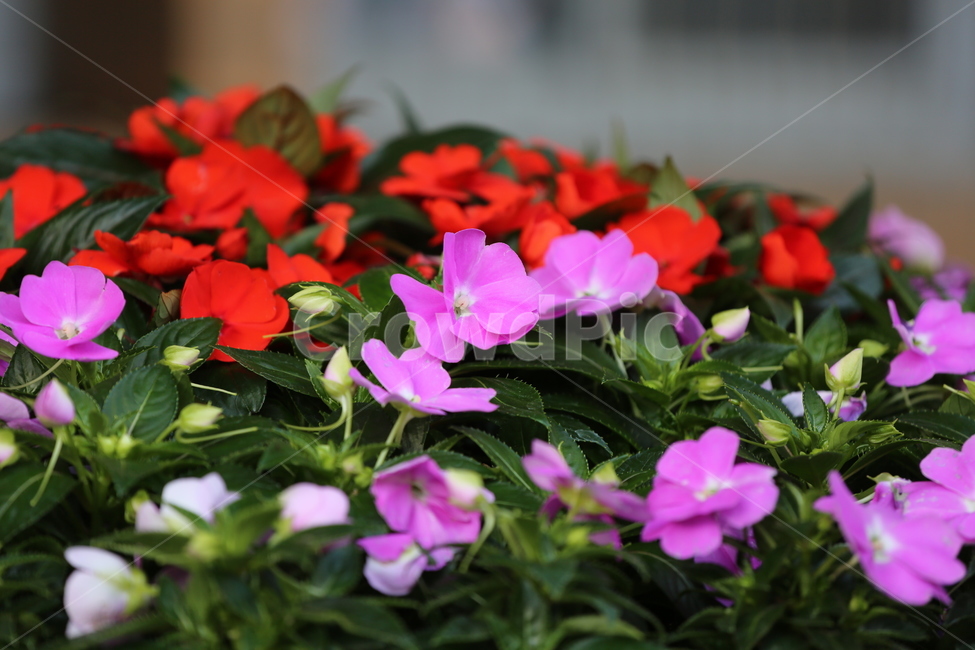 꽃,꽃잎,색,컬러,아름다운,색깔,형형색색,flower,장미,장미공원,식물,자연,plants,nature,꽃,flower