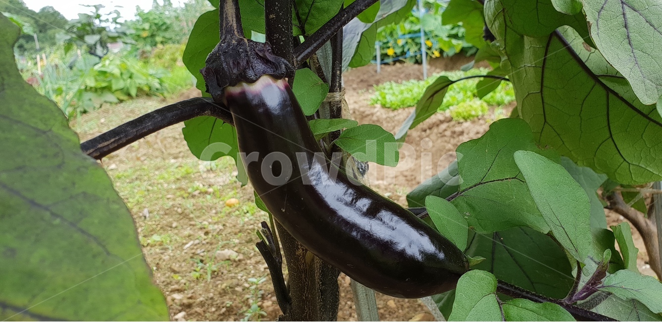 농촌,가지,주말농장,결실,채소,식물,자연,plants,nature,채소,야채,vegetables