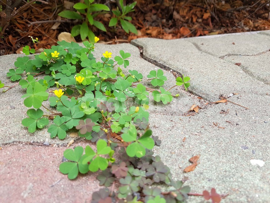 크로버,세잎클로바,클로버,클로바,세잎크로바,식물,자연,plants,nature