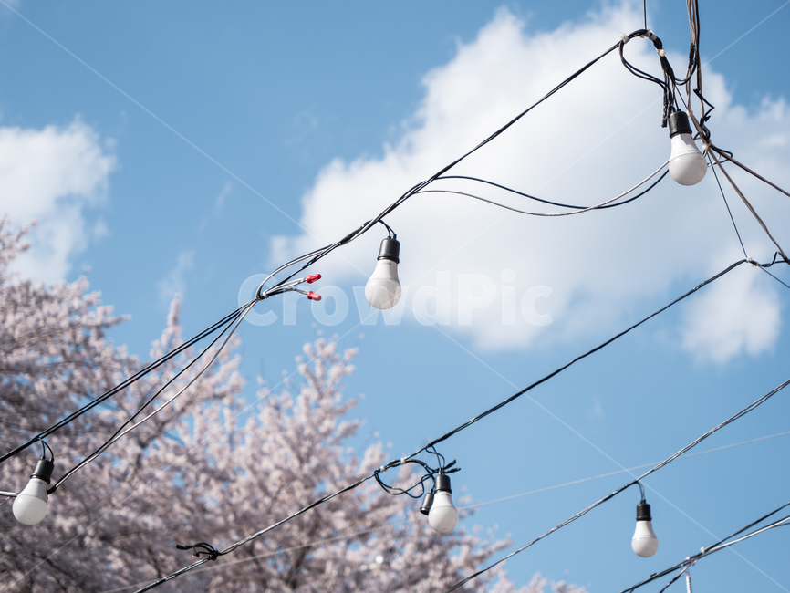 벚꽃,하늘,봄,꽃놀이,전구,파란하늘,축제,봄,계절,spring,season,light,빛