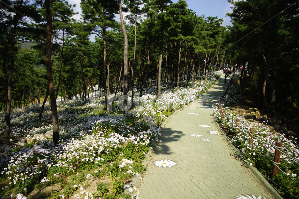 구절초,꽃,풍경,식물,flower,plant,나무,숲,tree