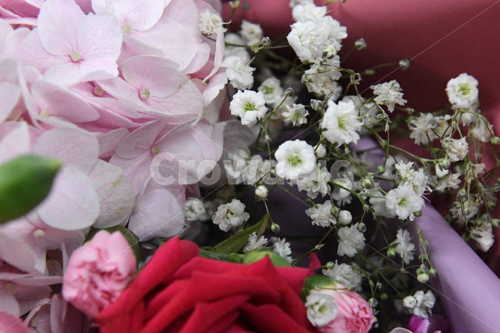 꽃다발,플라워,꽃,장미,안개꽃,꽃,flower