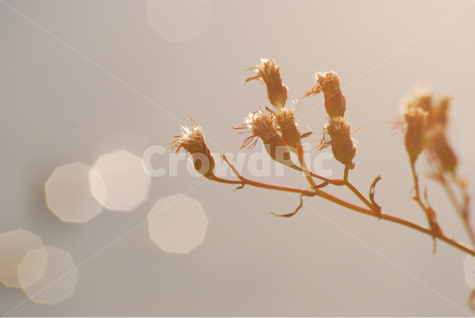 보케,빈티지,감성,꽃,야생화,feeling,sensible,emotion,식물초본,가을국화,쑥부쟁이,국화과,초본,식물,plant,vintage,빛망울,강변,해질무렵,노을,석양,마른풀잎,들풀,들꽃,씨앗,은은한,파스텔톤,분위기,느낌,필,늦가을,가을이미지,fall,autumn,계절,시즌,식물,자연,plants,nature