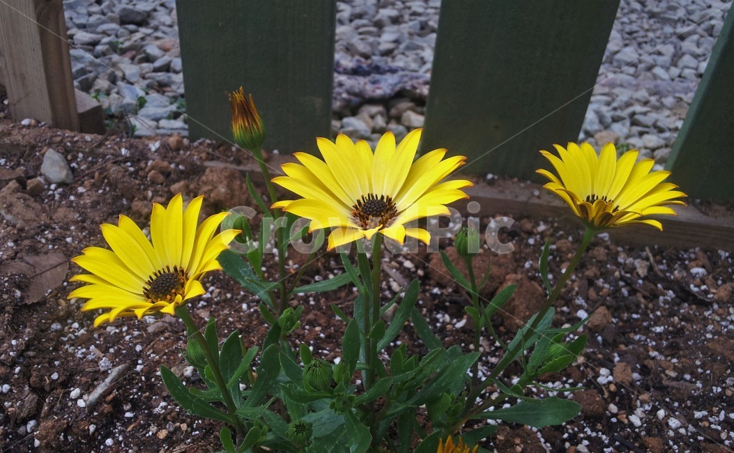 꽃,식물,노란꽃,blossom,flower,plant