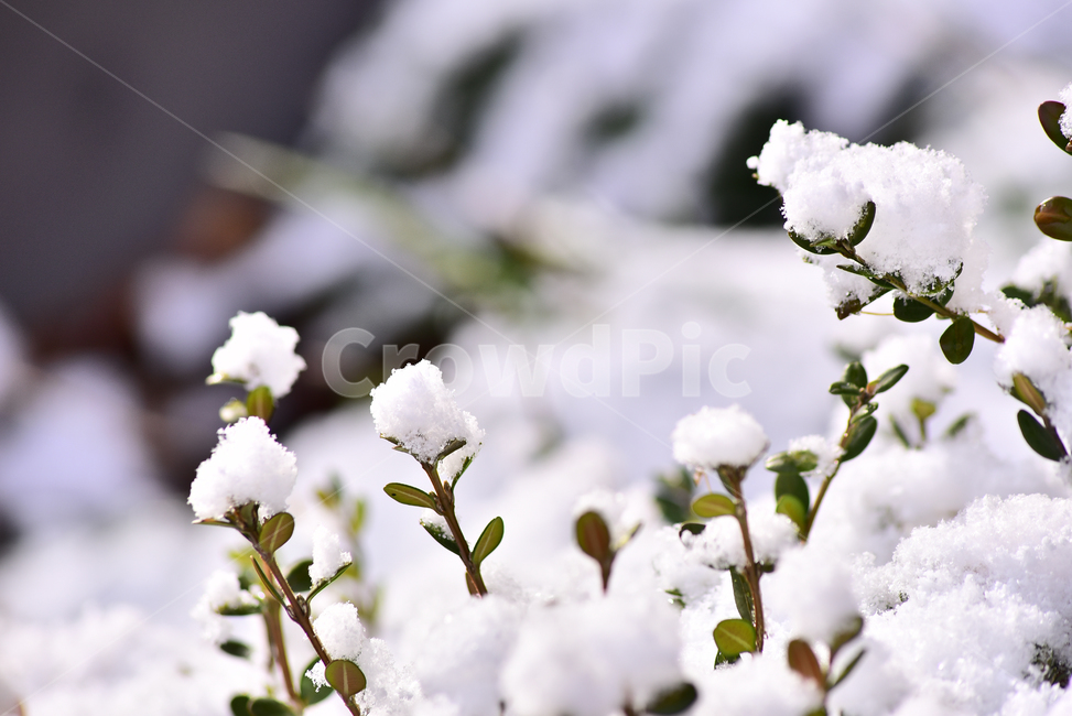 snowflake,green,snow scene,winter background,nature,tree,winter,spring snow,outdoor,outdoors,background,snow,plant,season