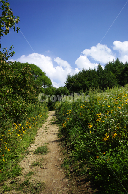 길,흙길,식물,plant,nature,자연,들,목초지,하늘,구름