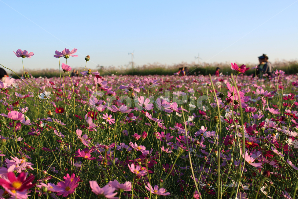 꽃,코스모스,가을,자연,감성,하늘공원,꽃밭,풍경,초원,풀,식물,nature,landscape,flower,가을,계절,fall,autumn,season,식물,자연,plants,nature,꽃,flower,field,들,grassland,목초지,outdoors,옥외,rural,농촌,farm,농장