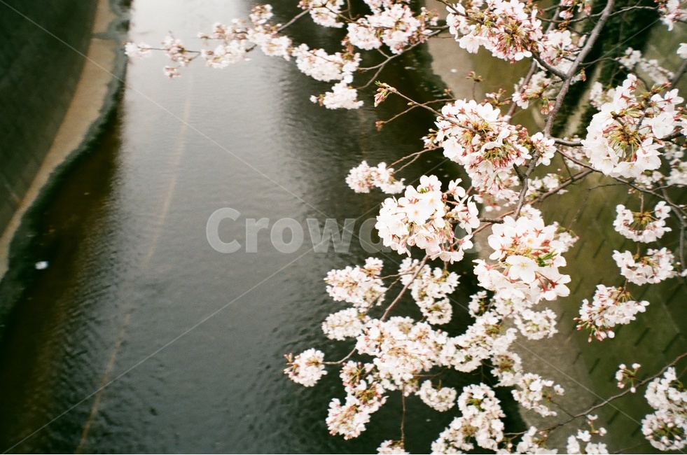 벚꽃,나카메구로,도쿄,벚꽃놀이,봄,봄꽃,하천,필름사진,봄,계절,spring,season,식물,자연,plants,nature,꽃,flower,감성,sensible,feeling,plant,blossom