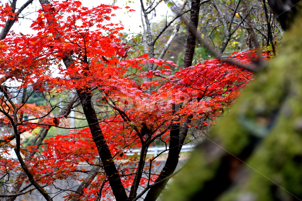 단풍,가을,풍경,낙엽,나무,붉은색,단풍나무,plant,식물,tree,leaf,잎,maple,단풍잎,가을,계절,fall,autumn,season
