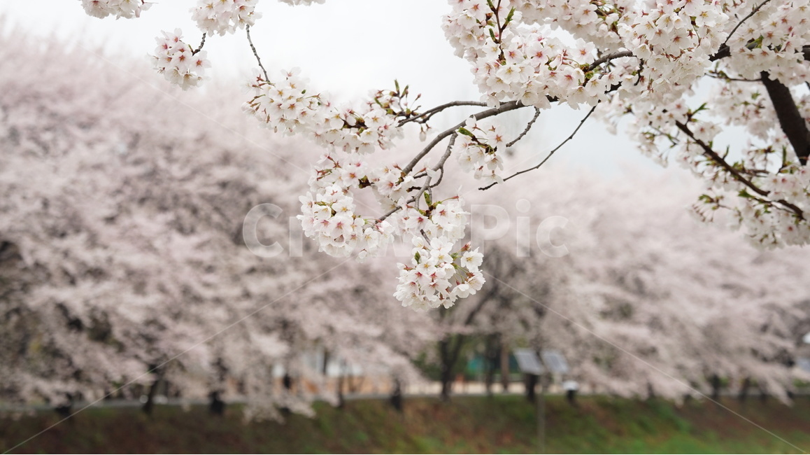 꽃,벚꽃,cherryblossom,봄,벚꽃축제,순식간,벚꽃잎,봄,계절,spring,season,식물,자연,plants,nature,꽃,flower,plant,blossom