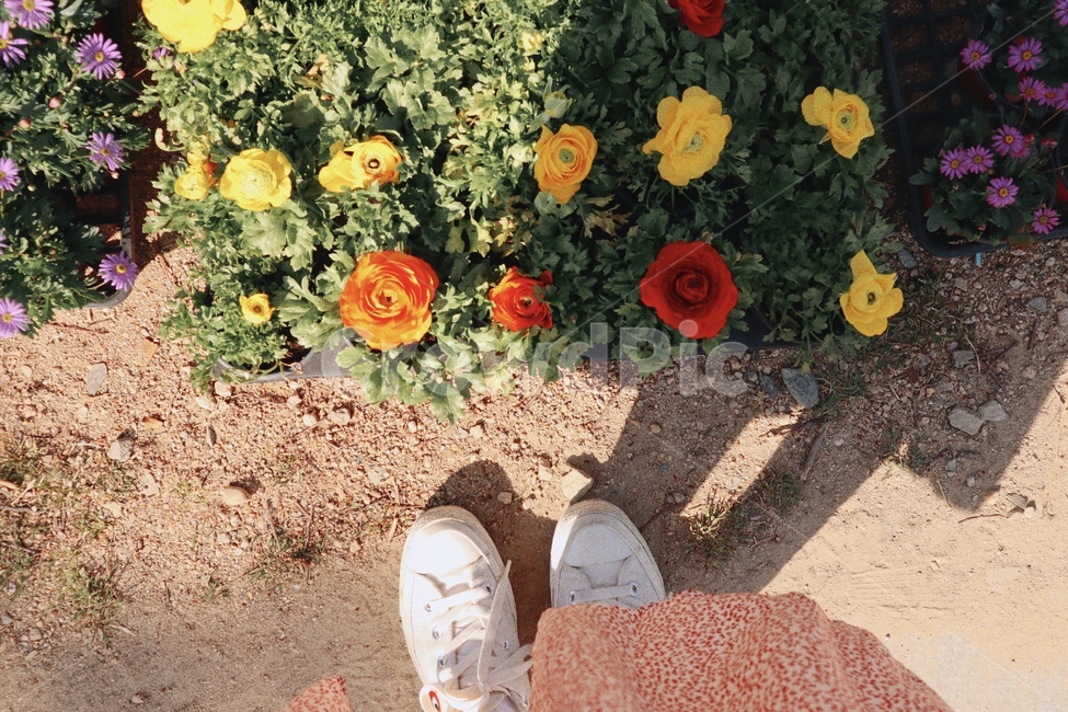 봄,꽃,정원,노란꽃,항공샷,식물,자연,plants,nature,꽃,flower