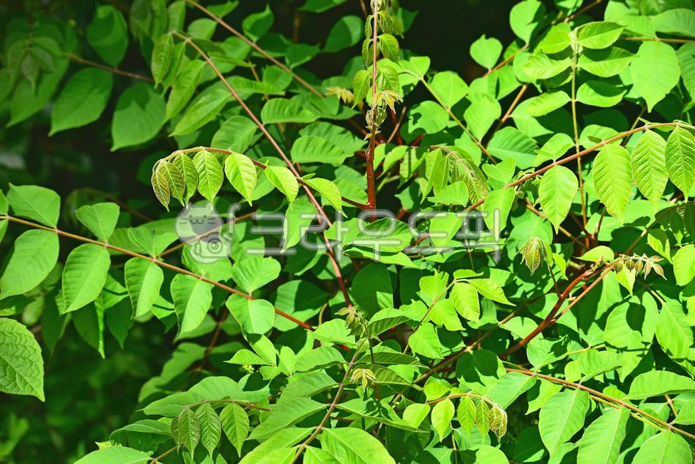 개옻나무,새순,식용,옻나무과,약용식물,개옻나무순,식재료,자연산,식물,leaf,잎,plant,자연,봄나물,산채,나무순,녹색,초록색,배경