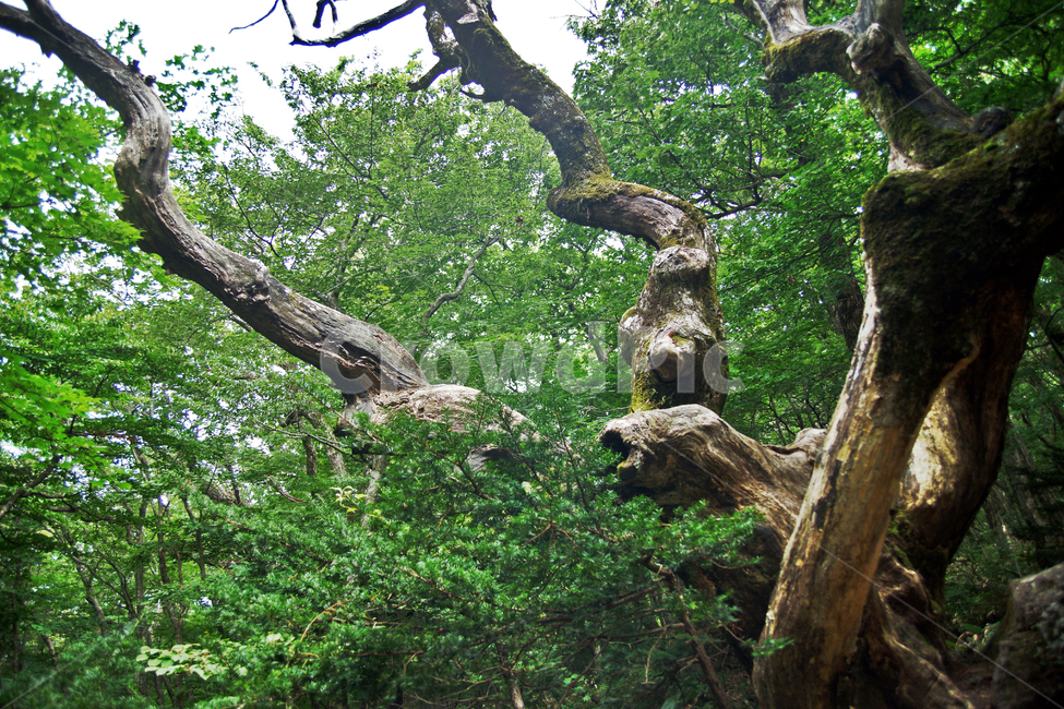한라산,제주도,거목,고목,자연,계절,신록