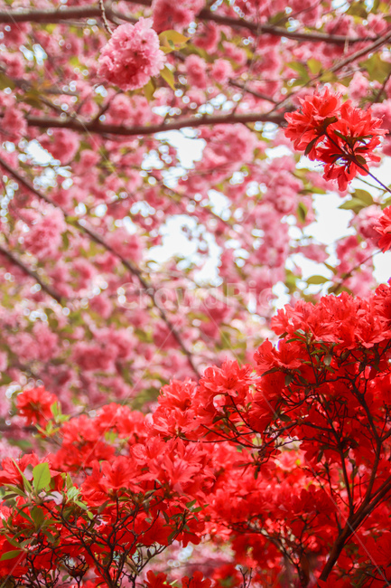 꽃,flower,붉은꽃,철쭉,봄풍경